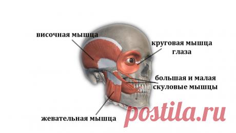 Чёткие высокие скулы. Можно ли самостоятельно таких добиться | Екатерина Брагина | Яндекс Дзен