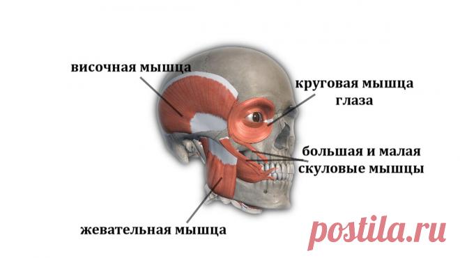 Чёткие высокие скулы. Можно ли самостоятельно таких добиться | Екатерина Брагина | Яндекс Дзен