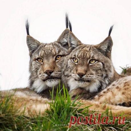 (1) В мире животных.
