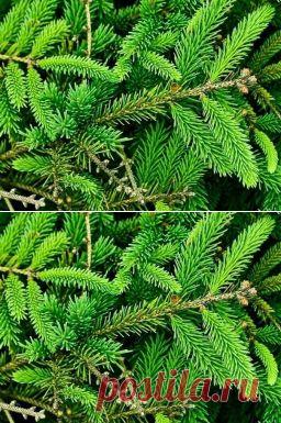 Томаты на иголках - Садоводка