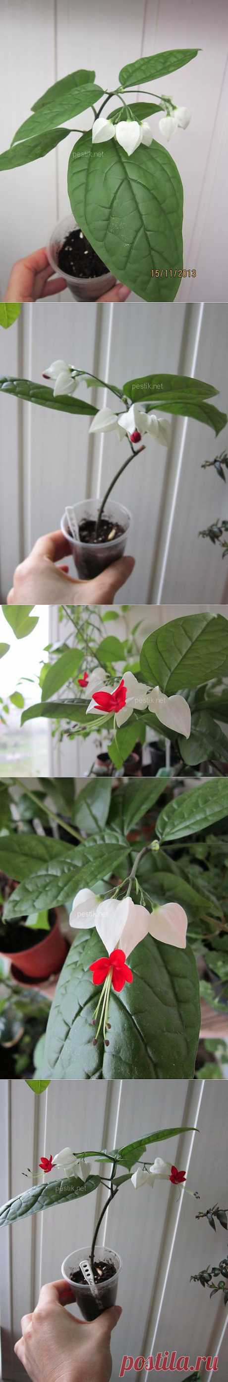 Клеродендрон госпожи Томпсон (Clerodendrum thomsoniae). Уход.