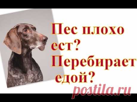 Плохо ест перебирает едой Плохой аппетитЕст только вкусное 1