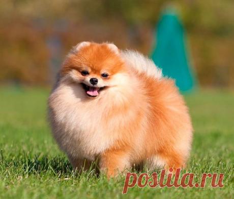 Померанский шпиц: описание породы, характер, уход и содержание Описание породы померанского шпица, воспитание, болезни и пороки, рацион питания собаки, продолжительность жизни, гигиена, характер и дрессировка собаки, стоимость щенка и отзывы владельцев.