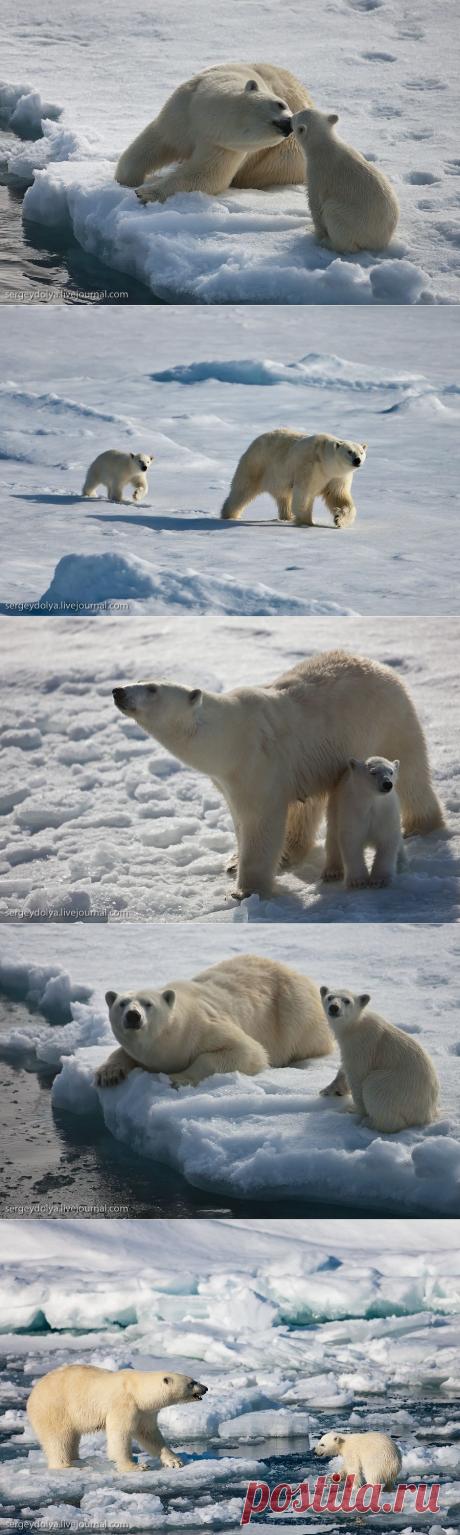 Медвежья любовь : НОВОСТИ В ФОТОГРАФИЯХ