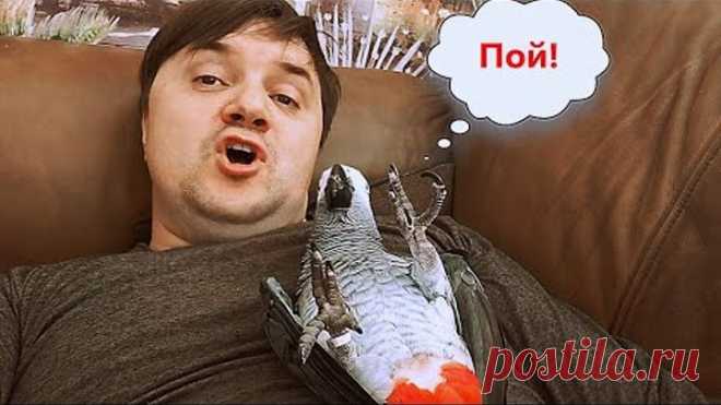 ✅СПЕЛ СВОЕМУ ПОПУГАЮ и ПОЖАЛЕЛ 🤣 ОДИН ДЕНЬ ИЗ ЖИЗНИ ГОВОРЯЩЕГО ПОПУГАЯ 🐦 ЖАКО ПЕТРУНЯ