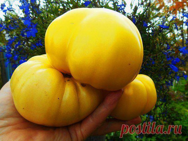 (2) Одноклассники