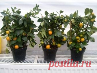 Какой грунт подойдет для комнатных цитрусов Виды грунта для цитрусаДомашние цитрусы довольно капризны, поэтому подобрать подходящую почву для них не так просто, как кажется на первый взгляд. Сегодня цветочные магазины предлагают много вариантов...