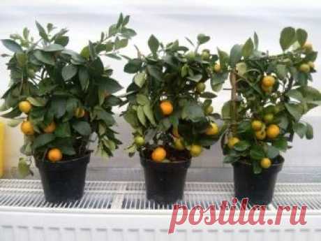 Какой грунт подойдет для комнатных цитрусов Виды грунта для цитрусаДомашние цитрусы довольно капризны, поэтому подобрать подходящую почву для них не так просто, как кажется на первый взгляд. Сегодня цветочные магазины предлагают много вариантов...