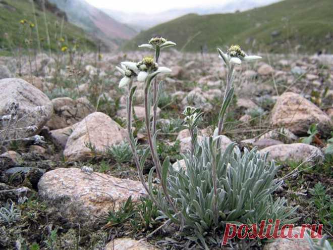 Эдельвейс посадка уход фото