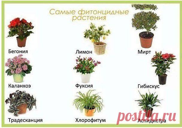 Самые фитонцидные растения