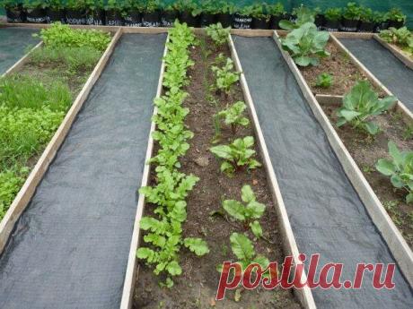 Что такое шведская грядка и почему на ней не бывает сорняков