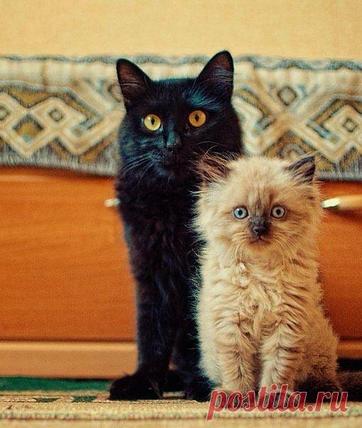 ЖДЕМ МАМУ...