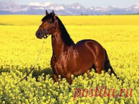 Флария )
Россия, Россия