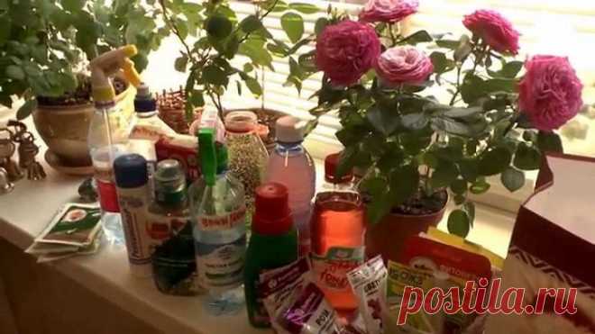 Удобрения для комнатный растений