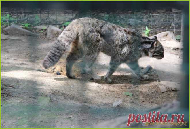 Городская красота&nbsp; &nbsp;Амурский кот. Городская красота