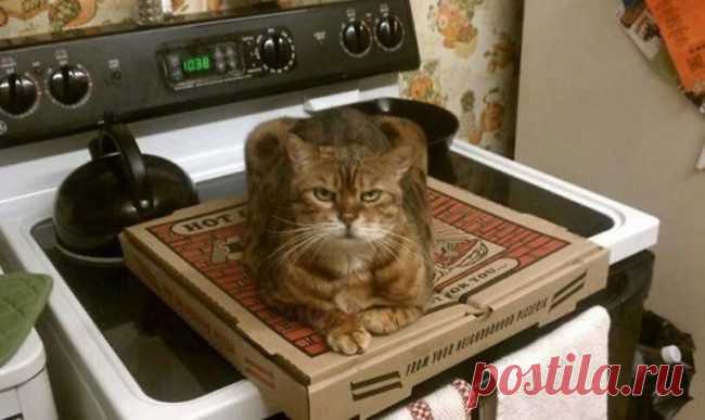 Наглость — второе счастье / Питомцы