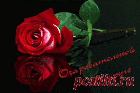 21825154.gif (943×626)