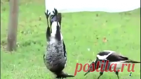 Креативная ворона!