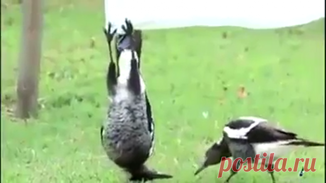 Креативная ворона!