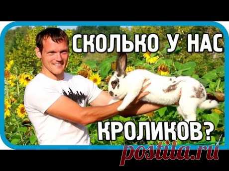 Сколько кроликов в хозяйстве "ДОМ В ДЕРЕВНЕ"?