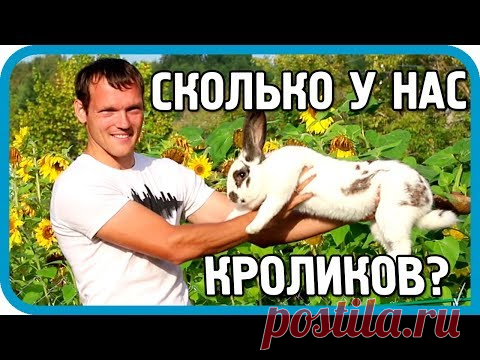 Сколько кроликов в хозяйстве 