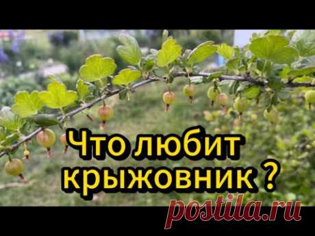 ЧТО ЛЮБИТ КРЫЖОВНИК? Кусты завалят вас урожаем. #крыжовник