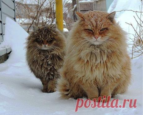 ДЕРЕВЕНСКИЕ КОТЫ