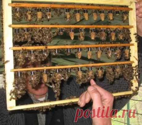 Способы и инструменты, необходимые для метки матки 

Для создания меток на матке существует несколько способов. Процесс этот сам по себе является достаточно важным, но немногие пчеловоды знают, для чего это нужно и как это делается.

В данной статье именно этому процессу будет уделено пристальное внимание: кратко рассмотрены ВСЕ варианты, а также современный и легкий способ, позволяющий оставлять метки.

Нужно ли метить пчеломатку?

Для начала давайте разберемся, что это з...
