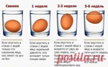 Определяем яйца на свежесть !