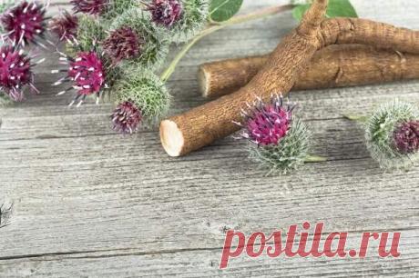 Как и для чего применять корень лопуха: народные рецепты - ПолонСил.ру - социальная сеть здоровья - 27 октября - 43250568414 - Медиаплатформа МирТесен Осень — подходящее время для заготовки корня лопуха, который не только широко применяется в народной медицине и домашней косметике, но и служит универсальным пищевым продуктом: его можно использовать для приготовления самых разных блюд, от выпечки до напитков. Осень — подходящее время для заготовки - 27 октября - 43250568414...