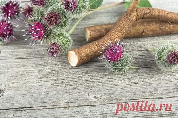 Как и для чего применять корень лопуха: народные рецепты - ПолонСил.ру - социальная сеть здоровья - 27 октября - 43250568414 - Медиаплатформа МирТесен Осень — подходящее время для заготовки корня лопуха, который не только широко применяется в народной медицине и домашней косметике, но и служит универсальным пищевым продуктом: его можно использовать для приготовления самых разных блюд, от выпечки до напитков. Осень — подходящее время для заготовки - 27 октября - 43250568414...