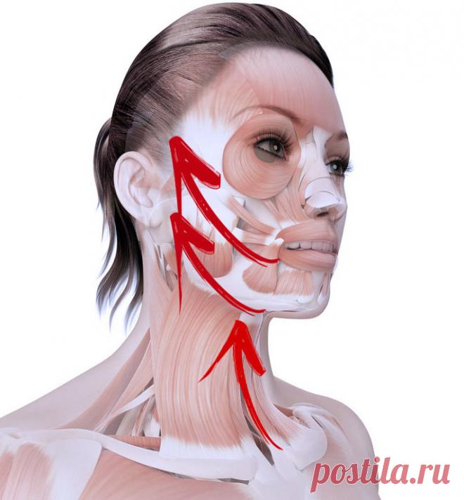 КРУГОВАЯ ПОДТЯЖКА ЛИЦА: ВСЕГО ОДНО ОМОЛАЖИВАЮЩЕЕ УПРАЖНЕНИЕ.

Это упражнение укрепляет мышцы щек, губ, подбородок, шею - Упражнение «Подъем ложки»
Лицо может рассказать о человеке многое. На нем отражаются наша жизнь, наши чувства, радости и печали.

Это упражнение без хирургического вмешательства позволяет вернуть естественную красоту, уменьшить проявления старения, минимизировать морщины, подтянуть ослабевающие, утончающиеся с возрастом мышцы лица.