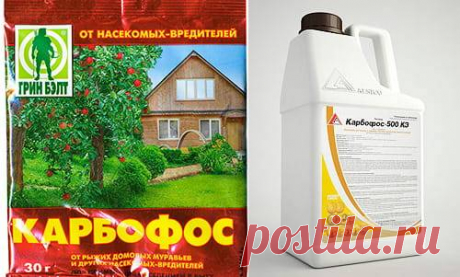 Можно ли обработать весной виноград карбофосом. Инструкция по применению средства карбофос в саду
