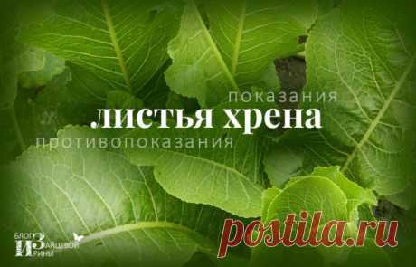 ᐉ Как листья хрена заготовить на зиму Способы хранения хрена в домашних условиях Наиболее распространённые способы хранения: в погребе; в холодильнике; в морозилке; в кухонном шкафу в виде сухо