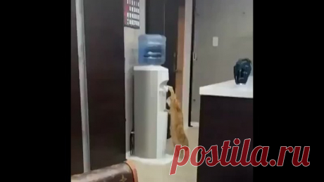 Сообразительный котик!