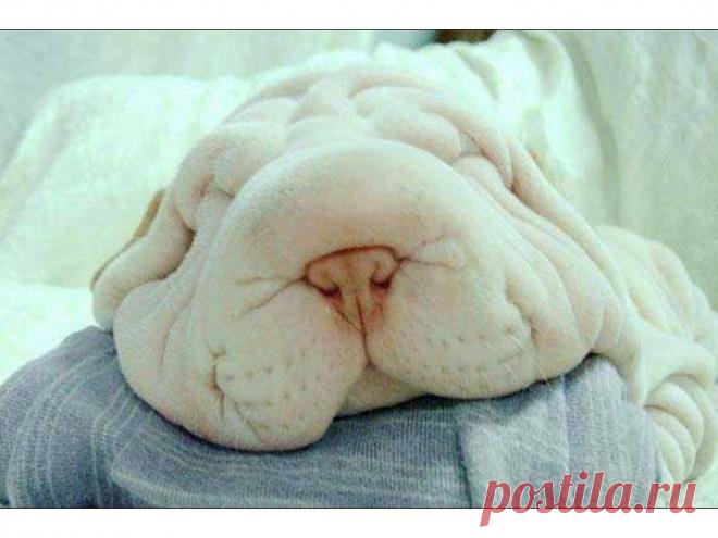 Сон в летнюю ночь