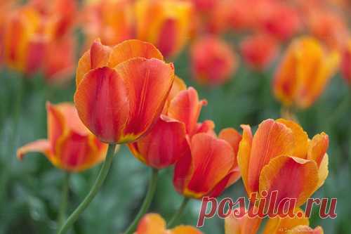 Игорь Сарапулов — альбом «ПОЛНЫЙ РАЗМЕР / Природа» на Яндекс.Фотках