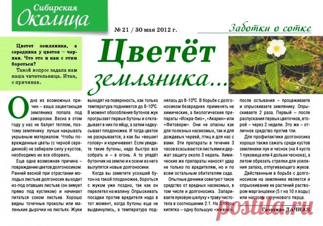 Цветет земляника, а середина у цветов черная