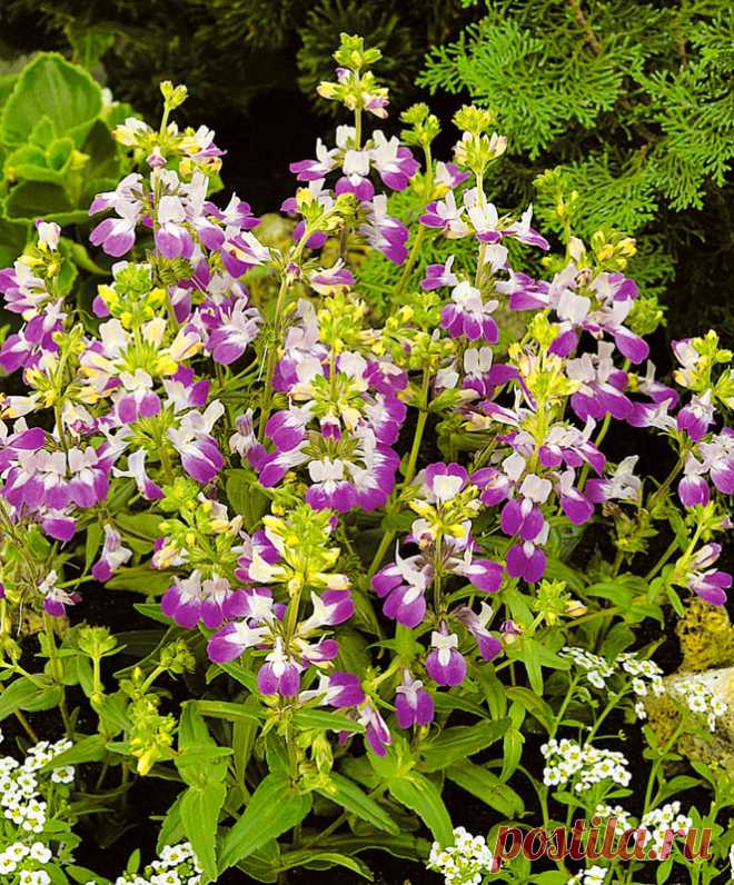 Коллинсия - Садоводка