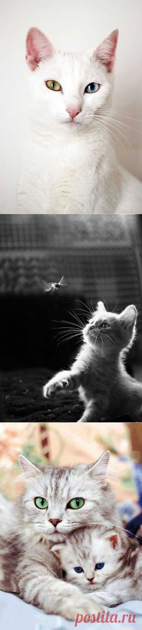 Top 10 interesting facts you didn't know about cats | Shining world