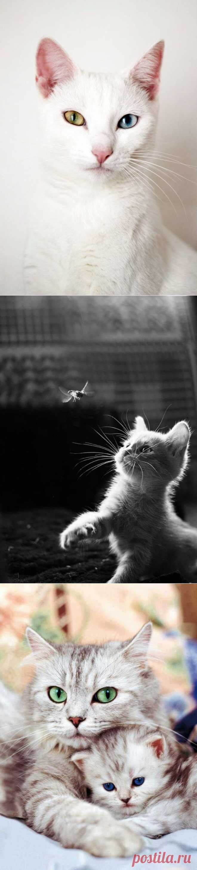 Top 10 interesting facts you didn't know about cats | Shining world