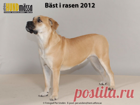 PERRO DOGO MALLORQUÍN/CA DE BOU Domare:  KURITTU MARJA, FINLAND   MAXIMILLIAN FOX'S APPLE Ägare: LÖF ALEXANDRA, SUNDSVALL Uppfödare: RENARD ANDY, JÄT