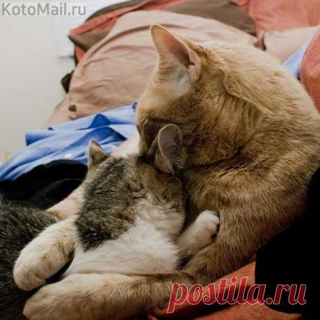 Любимая, наши лапки окрыляют нашу любовь!...