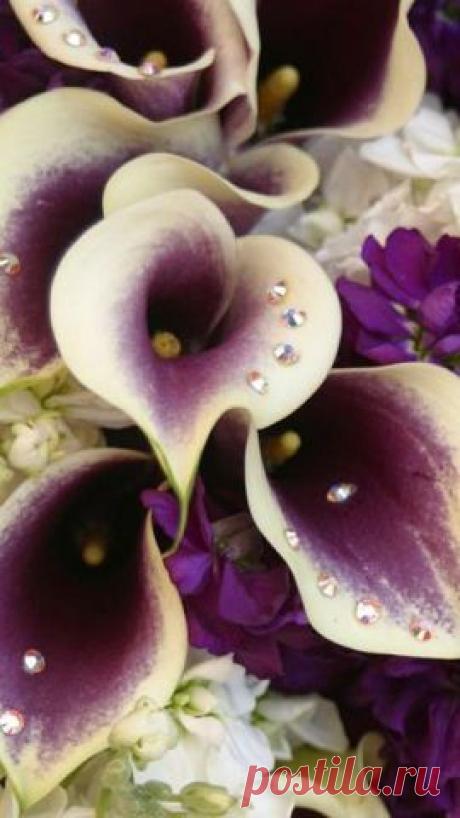 КрАсИвЫе АлЬбОмЫ-!!!
Юлия Ветер