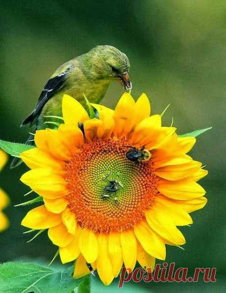 COLORFUL DREAMS