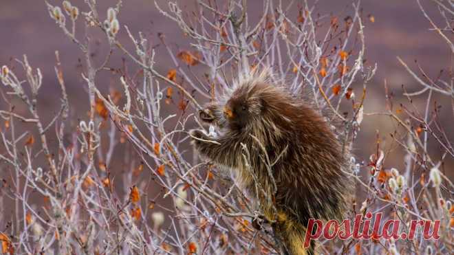 Porcupine, Alaska, USA - Bing Gallery