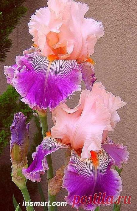 Tall Bearded Iris Flowers | Savannah Fair tall bearded irises, flowers, baby pink and deep purple  |  Pinterest: инструмент для поиска и хранения интересных идей