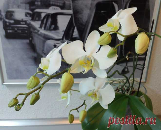 Виды орхидей - 165 фото орхидей с названиями и видео инструкция по выращиванию комнатных и садовых орхидей