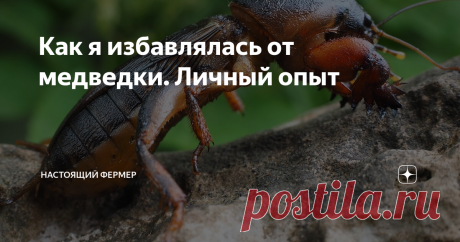 Как я избавлялась от медведки. Личный опыт Всем привет. Хочу рассказать вам о своей первой встрече с медведкой, который меня просто выбил из колеи. Обычно со всеми насекомоядными на огороде я справляюсь быстро, но здесь у меня практически опустились руки. Картошка была просто изъеденной со всех сторон и от большого клубня при чистке остался лишь маленький кусочек.
