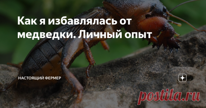Как я избавлялась от медведки. Личный опыт Всем привет. Хочу рассказать вам о своей первой встрече с медведкой, который меня просто выбил из колеи. Обычно со всеми насекомоядными на огороде я справляюсь быстро, но здесь у меня практически опустились руки. Картошка была просто изъеденной со всех сторон и от большого клубня при чистке остался лишь маленький кусочек.
